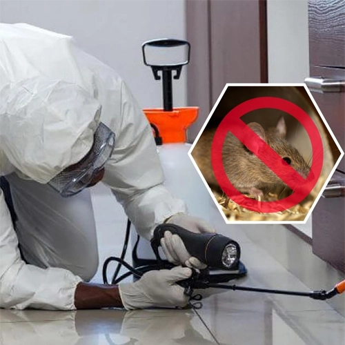 Rodent Control Services in Arang