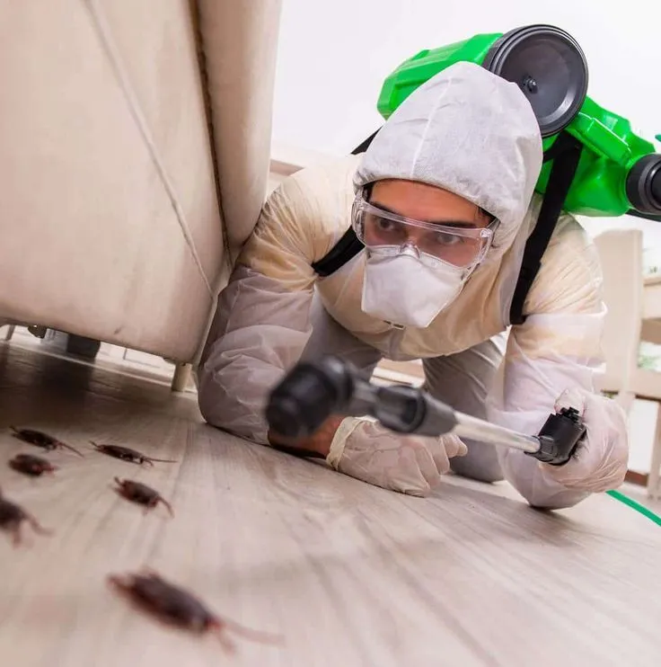 Termite Treatment Services in Chhattisgarh